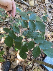 Archidendron grandiflorum