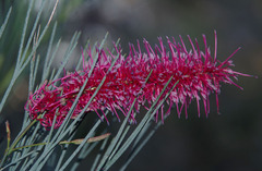 Grevillea oligomera