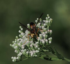 Polistes metricus
