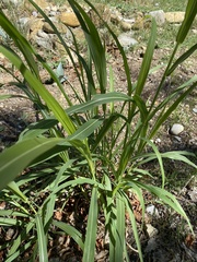 Sorghum halepense
