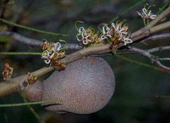 Hakea platysperma