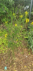 Euryops virgineus