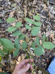 Archidendron grandiflorum