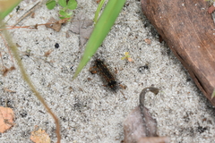 Pareuchaetes insulata