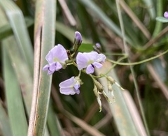 Glycine clandestina