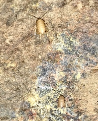 Myrmecophilidae
