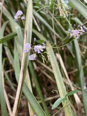 Glycine clandestina