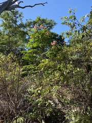 Archidendron grandiflorum