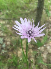 Scorzonera purpurea