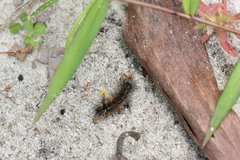 Pareuchaetes insulata