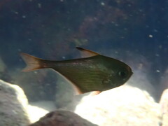 Pempheris rhomboidea