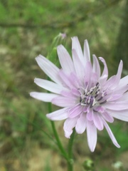 Scorzonera purpurea