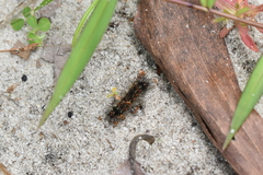 Pareuchaetes insulata