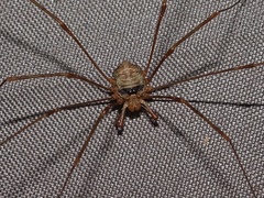 Dicranopalpus ramosus