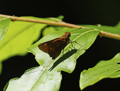 Cephrenes augiades
