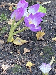 Colchicum speciosum