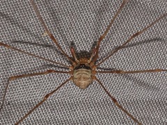 Dicranopalpus ramosus