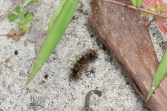 Pareuchaetes insulata