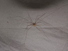 Dicranopalpus ramosus