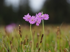 Primula farinosa