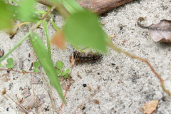 Pareuchaetes insulata