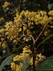 Pomaderris intermedia