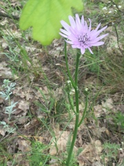 Scorzonera purpurea