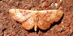 Idaea demissaria