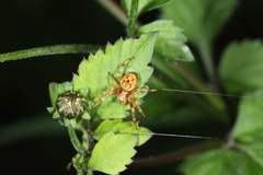 Salsa brisbanae