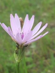 Scorzonera purpurea