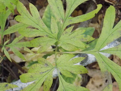 Artemisia verlotiorum