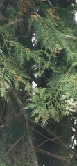 Cupressaceae