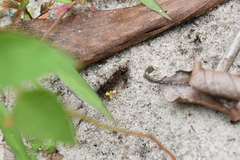 Pareuchaetes insulata