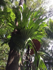 Platycerium superbum