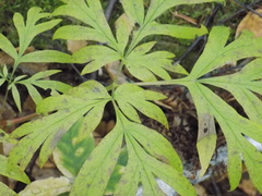 Artemisia verlotiorum