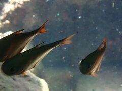 Pempheris rhomboidea