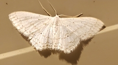 Idaea tacturata