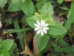 Stellaria bungeana