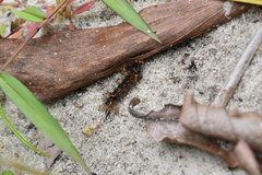 Pareuchaetes insulata