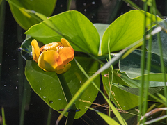 Nuphar polysepala