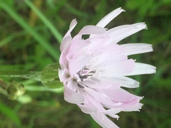 Scorzonera purpurea
