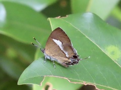 Horaga onyx