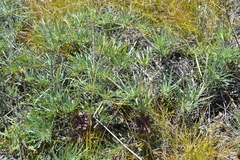 Onosma simplicissima