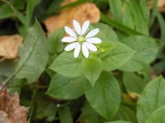 Stellaria bungeana