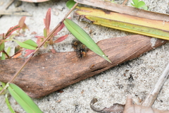 Pareuchaetes insulata