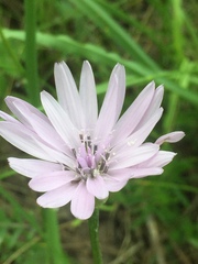 Scorzonera purpurea
