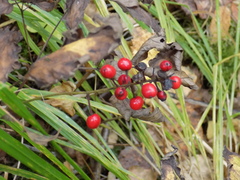 Actaea erythrocarpa