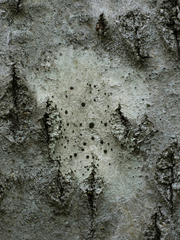 Lecidella elaeochroma