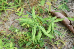 Hemidesmus indicus