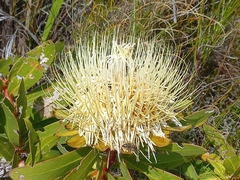 Protea nitida